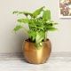 Green Xanadu in a Vase