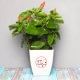 Hibiscus Anniversary Plant - Flowering Plant Outdoors in Floweraura Chatura Vase