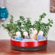 Jade Plant In Beautiful Glass Vase