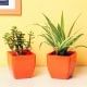 Jade Plant With Spider Plant in a Vase