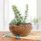 Jade Terrarium Plant