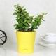 Joyful Jade Plant Online