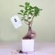 Ficus Microcarpa Bonsai Plant