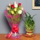 Lucky Bamboo N Roses - Good Luck Plant Indoors in Potouri Vase with Bunch of 10 Mixed Roses