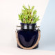 Lucky Jar Bamboo Plant Online