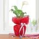 Peace Of Mind - A Peace Lily Plant Gift