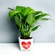 Personalised Love Peace Lily Plant Online