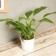 Peace Lily Plant in a Vase