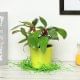Red Philodendron Plant in a Vase