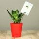 Red Vase Snake Plant