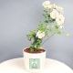 White Rose Plant Online