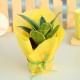 Snake Around Plant - Air Purifying Plant Indoors in Plastic Standard Vase