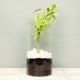 Song Of India Terrarium Plant in a Glass Vase