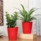 Spider N Jade Plant Combo