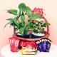 Chocolates and Plants Combo