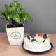 Money Plant with Pineapple Cake
