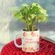 Syngonium Plant in Personalised Anniversary Mug