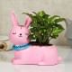 Syngonium Plant N Vase Online 