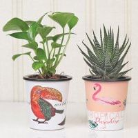 Lucky Money Plant Combo| Good Luck/Succulent, Printed Hydrponic Self Watering Vase