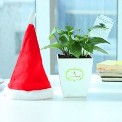 Merry Making - Good Luck Plant Indoors in Chatura Vase with Christmas Cap