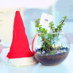 Santarrium Wishes - Succulent and Cactus Plant Outdoors in Gola Vase with Christmas Cap