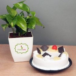 Money Plant with Pineapple Cake