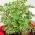 Zoomed view of Aralia Plant