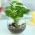 Buy Good Luck Plant