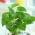 Buy Good Luck Plant Online