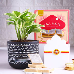 Suburst Rakhi With White Pothos N Kaju Katli
