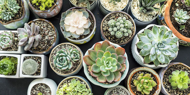 Succulent Care And Tips