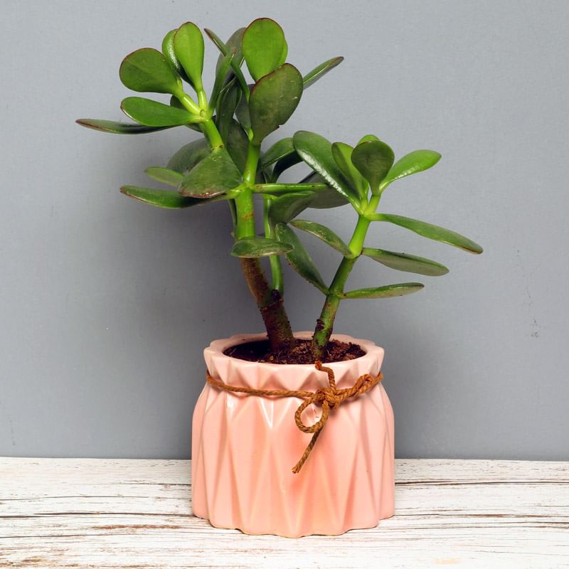 Succulent Crassula Plant - Succulent and Cactus Plant Indoors in Rope Knotted Vase