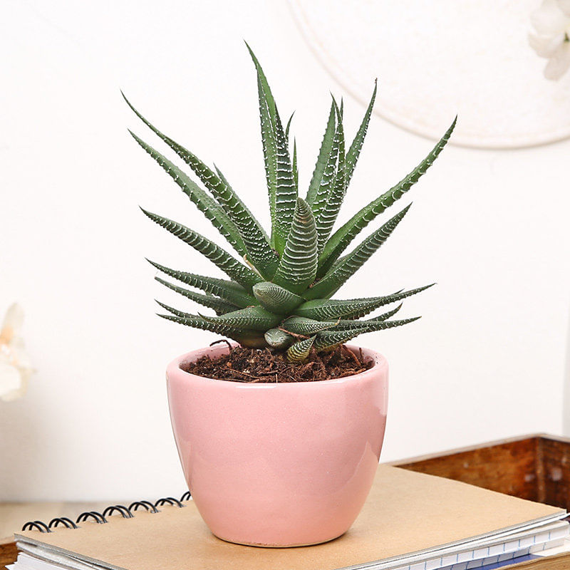 Succulent Haworthia Plant