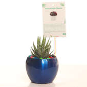 Succulent Haworthia Plant For Corporate Gifting