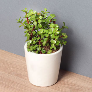 Jade Lucky Plant Online
