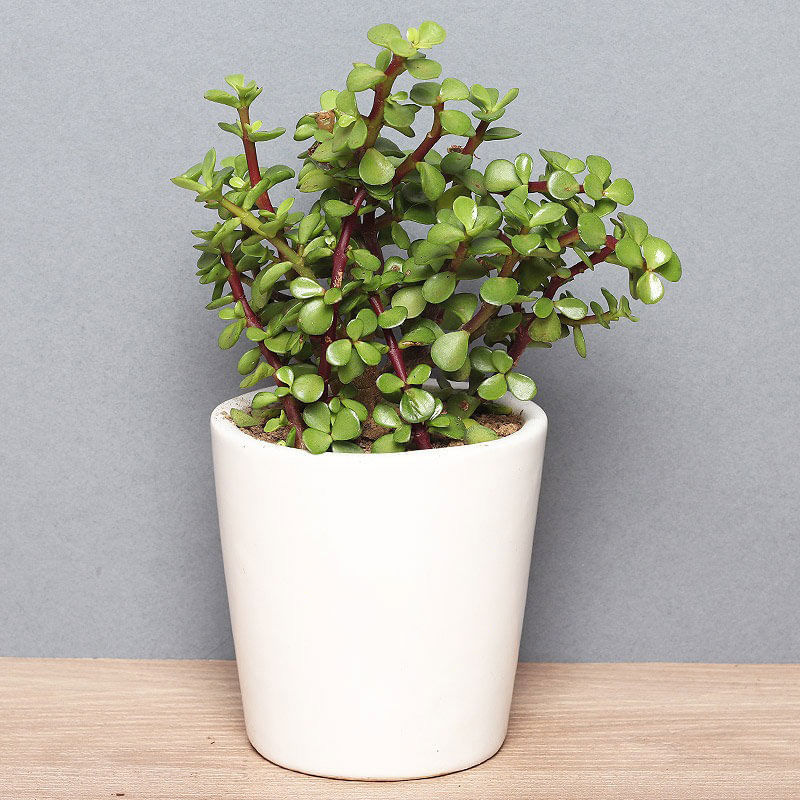 Buy Succulent Lucky Plant