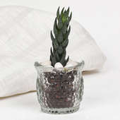 Succulent Plant In Owl Vase