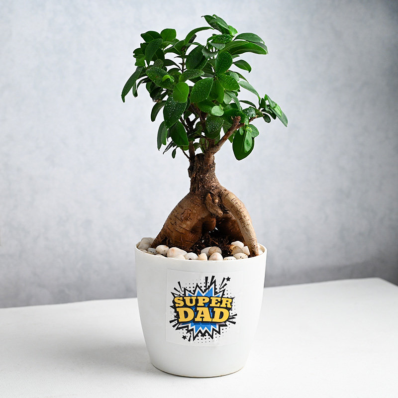 Super Dad Ficus Bonsai In Rhonda Pot