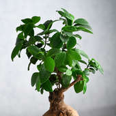 Order Super Dad Ficus Bonsai Plant Online 