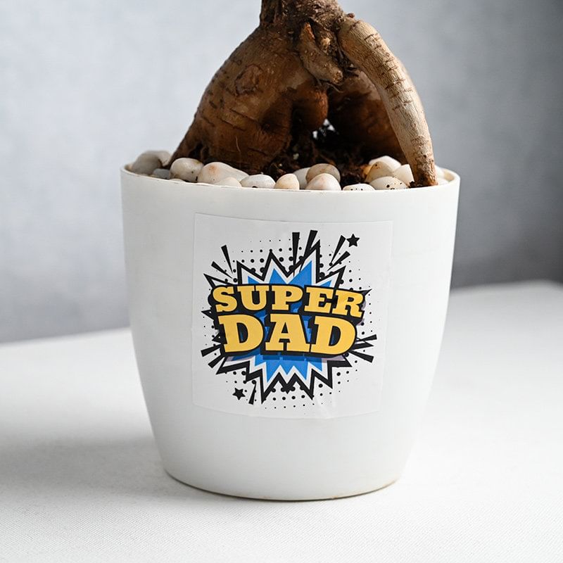 Super Dad Ficus Bonsai Plant Online 