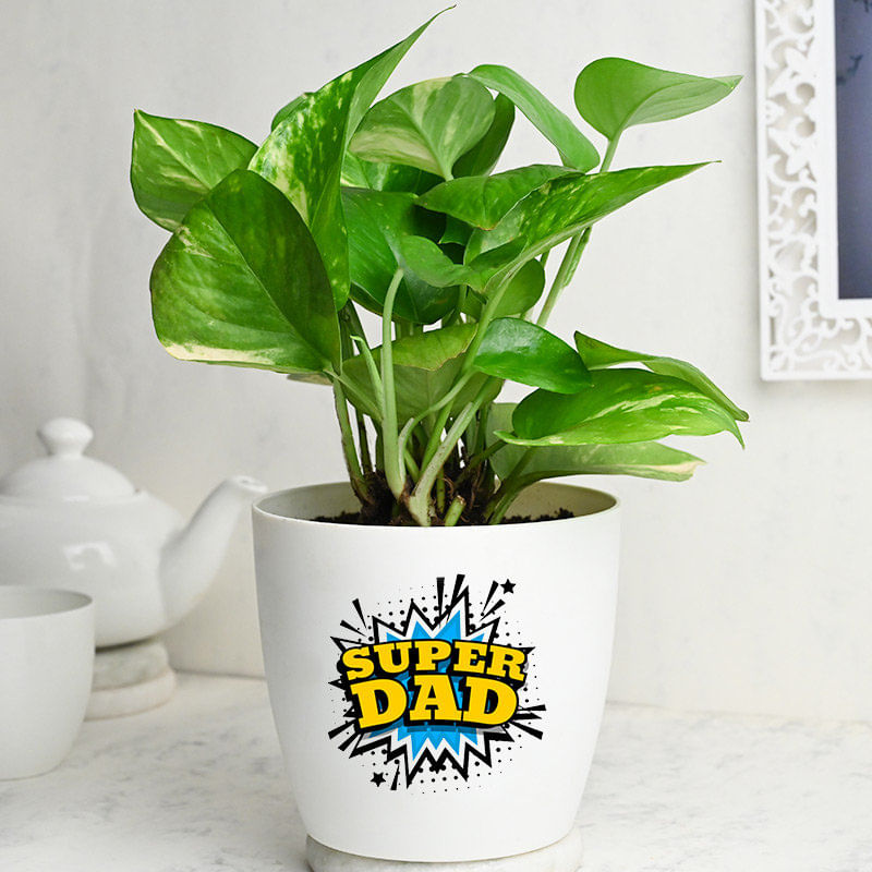 Super Dad Green Money Plant