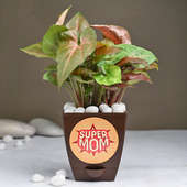 Super Mom Pink Syngonium Plant