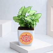 Buy Super Mom Syngonium for Mothers Day