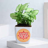 Buy Super Mom Syngonium for Mothers Day