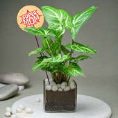 Super Mom Syngonium Plant