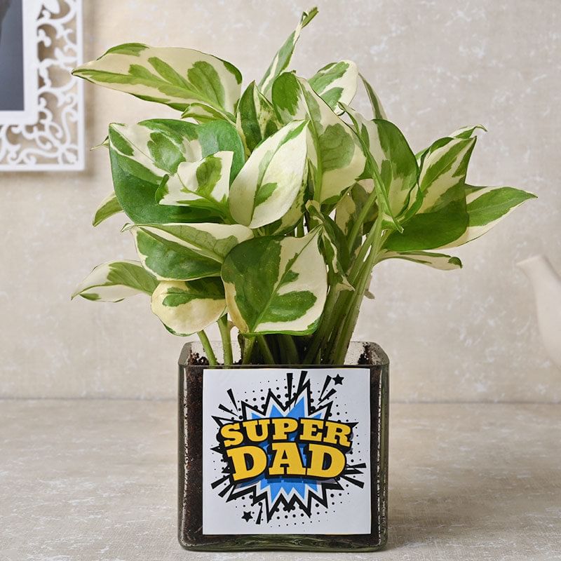 Super White Pothos