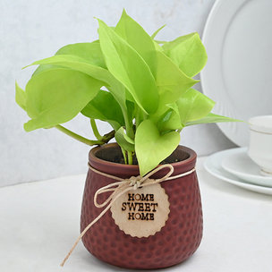 Sweet Dotted Golden Pothos