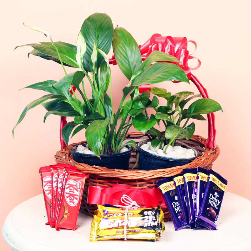 Chocolates and Plants Combo