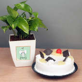 Money Plant With Half Kg Pineapple Cake For Your Valentine