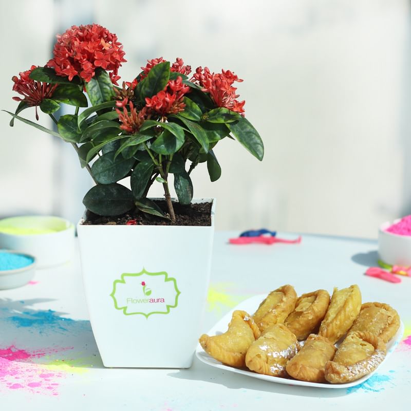 Buy Gujiya with Ixora Plant Online